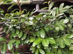 Laurier struiken, Tuin en Terras, Ophalen, Laurier, Minder dan 100 cm