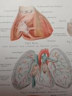 Anatomie Prent 1894 - Menselijk Lichaam, Ophalen of Verzenden, Natuur en Biologie