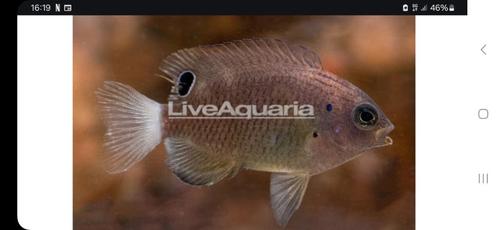2 juffers, Dieren en Toebehoren, Vissen | Aquariumvissen, Zoutwatervis, Vis