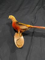 Opgezette Goudfazant (Chrysolophus pictus), Ophalen, Nieuw, Vogel, Opgezet dier