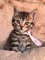 (kruising) Britse korthaar kittens zoeken warm thuis 😊, Dieren en Toebehoren, Katten en Kittens | Raskatten | Korthaar, Meerdere dieren