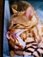 Hoi allemaal!  Wij hebben laste poosje r toe koop, Dieren en Toebehoren, Katten en Kittens | Raskatten | Korthaar, Kater, 0 tot 2 jaar