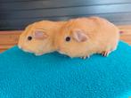 Jonge cavia's  beertjes, Dieren en Toebehoren, Cavia, Juni, Mannelijk, Tam