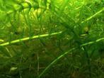 Waterplanten waterpest Java mos en hoornblad, Dieren en Toebehoren, Vissen | Aquaria en Toebehoren, Ophalen of Verzenden, Nieuw