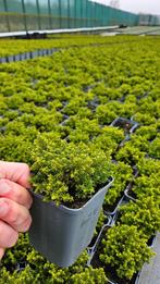 Hebe Emerald Green - Struikveronica - vaste plant, Overige soorten, Vaste plant, Ophalen of Verzenden, Halfschaduw