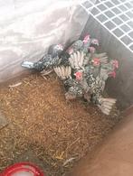 Sebright zwart zilvergezoomd hanen, Dieren en Toebehoren, Pluimvee, Mannelijk, Kip