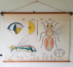 Het insektenoog, Ophalen of Verzenden, Natuur en Biologie