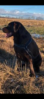 Labrador dekreu ED en HD vrij, Particulier, Rabiës (hondsdolheid), 3 tot 5 jaar, Nederland