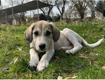  Maak kennis met kleine Phia  beschikbaar voor biedingen