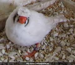 Tropen vogels beschikbaar voor biedingen