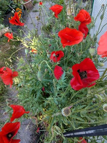 Rode klaproos zaad uit biologische tuin  beschikbaar voor biedingen