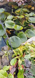 Mooie grote waterlelie, Tuin en Terras, Vijvers, Ophalen, Gebruikt