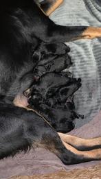 Rottweiler pups, Particulier, Rabiës (hondsdolheid), Meerdere, 8 tot 15 weken
