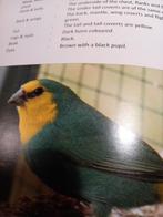 Gezocht Zeegroene papegaai amdines blauw, Dieren en Toebehoren, Meerdere dieren, Tropenvogel, Geringd