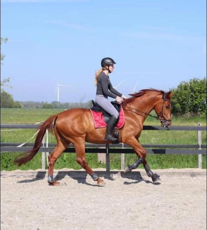 Lieve zorgzame verzorger voor mijn speelse ruin gezocht., Dieren en Toebehoren, Stalling en Weidegang