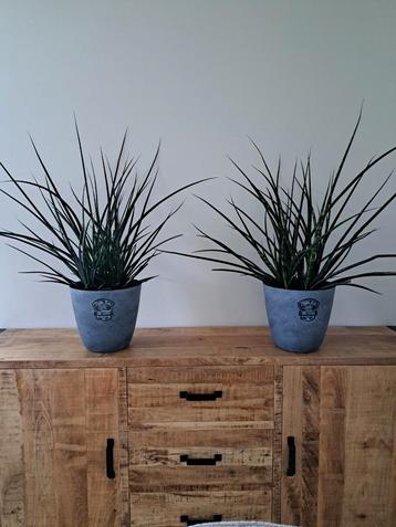 Kamerplant grote 2x met Nieuwe Bloempot Sansevieria beschikbaar voor biedingen