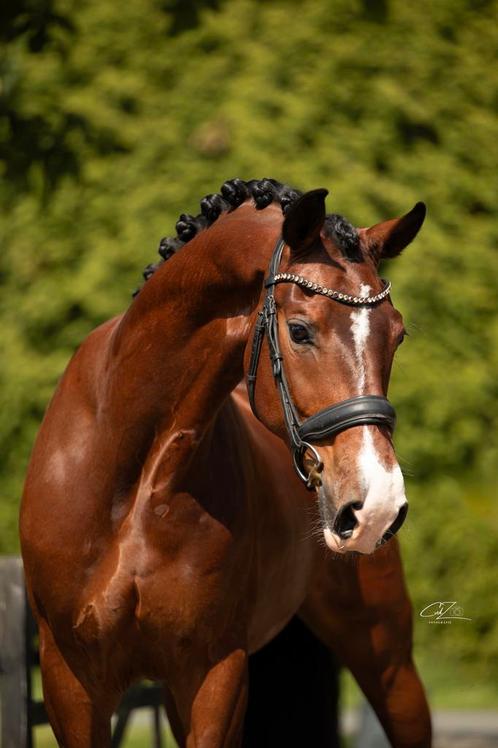 Lieve allrounder, Dieren en Toebehoren, Paarden, Ruin, Recreatiepaard
