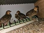 Goud fazantjes te koop, Dieren en Toebehoren, Pluimvee, Meerdere dieren, Overige soorten