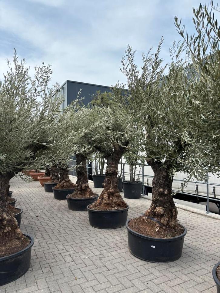 O L I J F B O M E N, Tuin en Terras, Planten | Bomen, Olijfboom, 100 tot 250 cm, Volle zon, Zomer, Ophalen