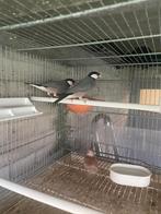 Rijstvogel, Meerdere dieren