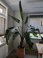 Hoge grote strelizia, Ophalen, Overige soorten, 200 cm of meer