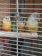 Mooi koppeltje pyrruha's met kind zoeken een goed thuis., Meerdere dieren, Parkiet