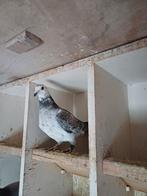 Ooievaar duivin 2025, Vrouwelijk, Postduif