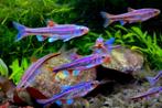 Rainbowshinner regenboog elrits, Vis