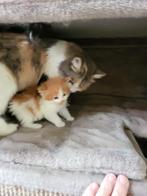 3 Siberische kittens met stamboom., Dieren en Toebehoren, Meerdere dieren, Met stamboom, 0 tot 2 jaar