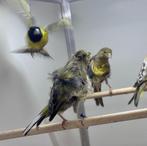 Frise kanaries, Meerdere dieren, Kleurkanarie