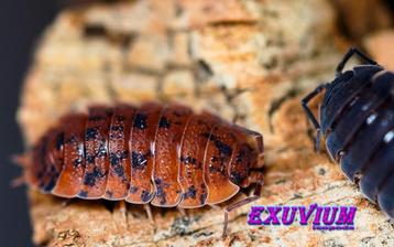 Porcellio scaber Red Calico isopods / pissebedden beschikbaar voor biedingen