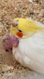 2 Valkparkieten (koppel), 2 jaar, Meerdere dieren, Parkiet