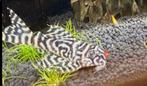 L333 hypancistrus (king tiger pleco) 10cm, Dieren en Toebehoren, Vissen | Aquariumvissen, Vis, Zoetwatervis