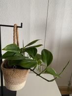Philodendron Monstera Friedrichsthalii. Foto #2- Moederplant, Ophalen of Verzenden, In pot, Minder dan 100 cm