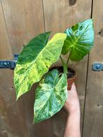 Alocasia macrorrhiza plant aurea yellow lemon mint variegata, Huis en Inrichting, Kamerplanten, Ophalen of Verzenden, Halfschaduw