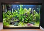 Aquarium (superfish start 70 ) 60x30x40, Dieren en Toebehoren, Vissen | Aquaria en Toebehoren, Ophalen, Zo goed als nieuw, Leeg aquarium
