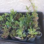 Diverse planten, Tuin en Terras, Planten | Tuinplanten, Vaste plant, Halfschaduw, Zomer, Ophalen
