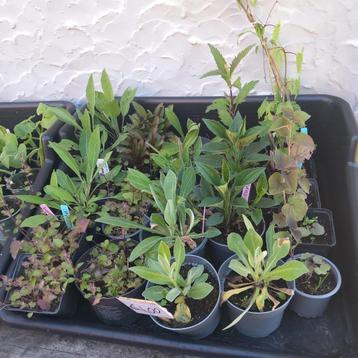 Diverse planten  beschikbaar voor biedingen