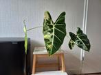 Alocasia frydek variegata, Ophalen of Verzenden, Overige soorten, Minder dan 100 cm