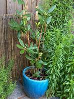 Rhododendronplant, Ophalen of Verzenden, Rhododendron, Struik, 100 tot 250 cm