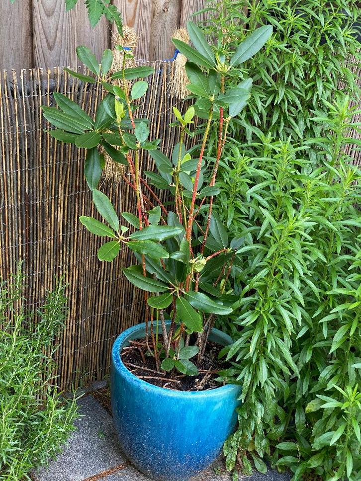 Rhododendronplant, Tuin en Terras, Planten | Struiken en Hagen, Struik, Rhododendron, 100 tot 250 cm, Ophalen of Verzenden