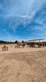 Stalhulp gezocht in Didam op maandagen, Dieren en Toebehoren