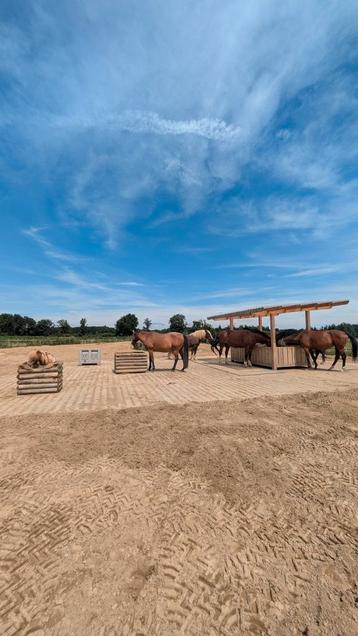 Stalhulp gezocht in Didam op maandagen beschikbaar voor biedingen