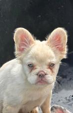 France Bulldog, Dieren en Toebehoren, Particulier, 8 tot 15 weken, Buitenland, Bulldog