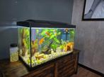 Aquarium  en toebehoren, Dieren en Toebehoren, Ophalen, Zo goed als nieuw, Gevuld zoetwateraquarium