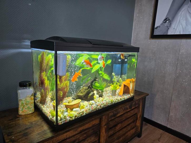Aquarium  en toebehoren, Dieren en Toebehoren, Vissen | Aquaria en Toebehoren, Zo goed als nieuw, Gevuld zoetwateraquarium, Ophalen