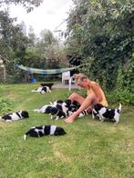 Prachtige friese stabij pups, Dieren en Toebehoren, Honden | Retrievers, Spaniëls en Waterhonden, Overige rassen, Meerdere, Meerdere dieren