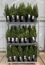 Picea glauca conica, Tuin en Terras, Ophalen of Verzenden, Overige soorten, Volle zon