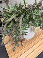 Rozet pland, Huis en Inrichting, Ophalen, Overige soorten, Minder dan 100 cm