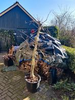 nog wat mooie grote 12.5 jaar oude appelbomen te koop!, Lente, Volle zon, In pot, Ophalen of Verzenden